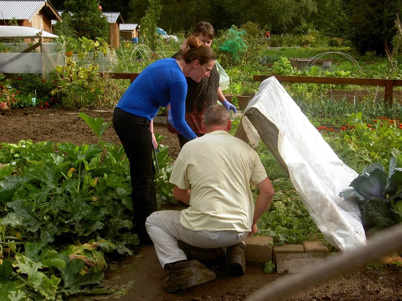 janvier lancement potager collectif