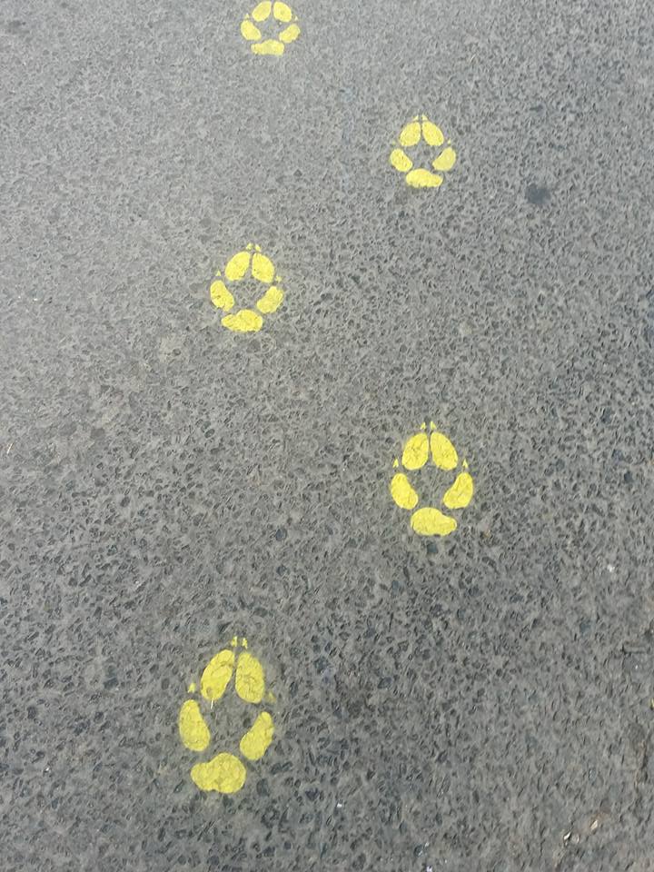 36064147_2139968189623668_6013585639017021440_n